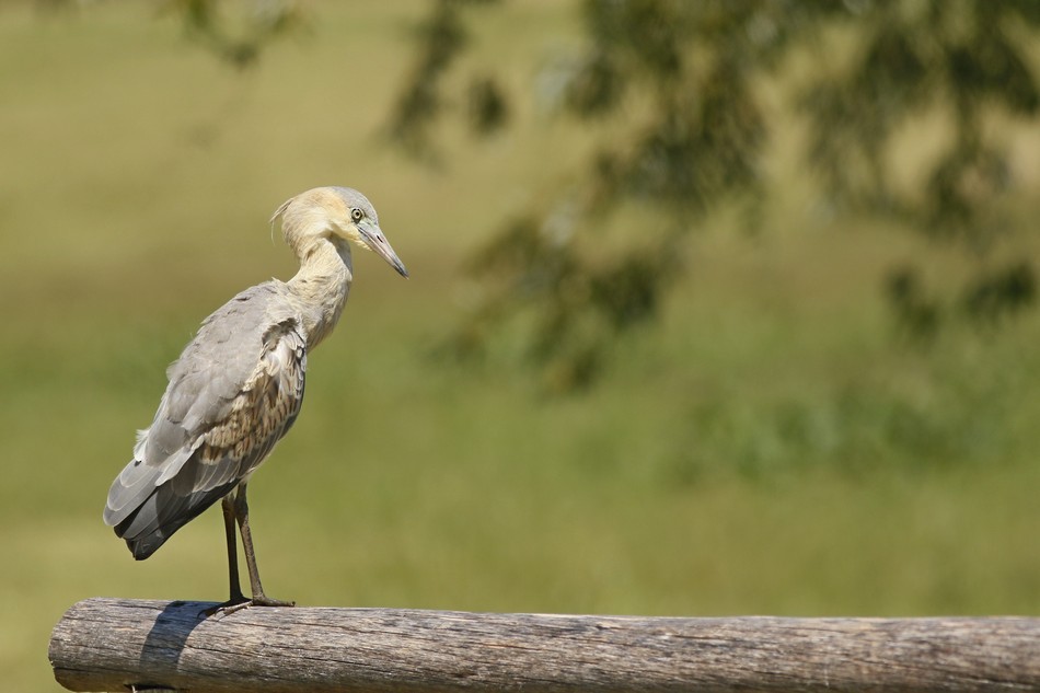 Whistling Heron - ML342248001