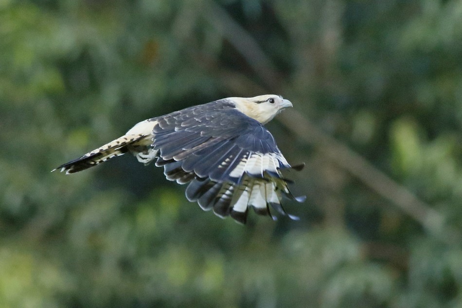 Caracara à tête jaune - ML342248211