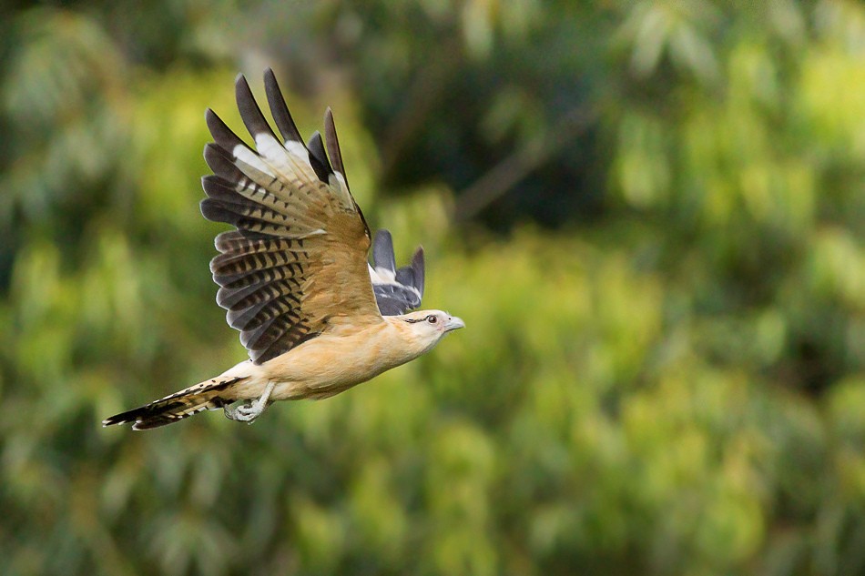 Yellow-headed Caracara - Jorge Claudio Schlemmer