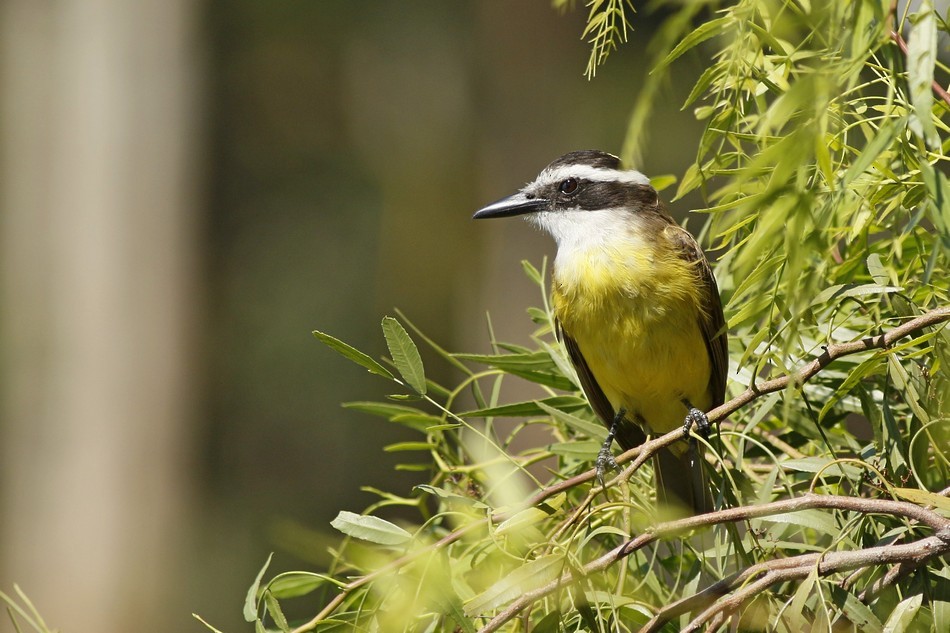 Great Kiskadee - ML342248281