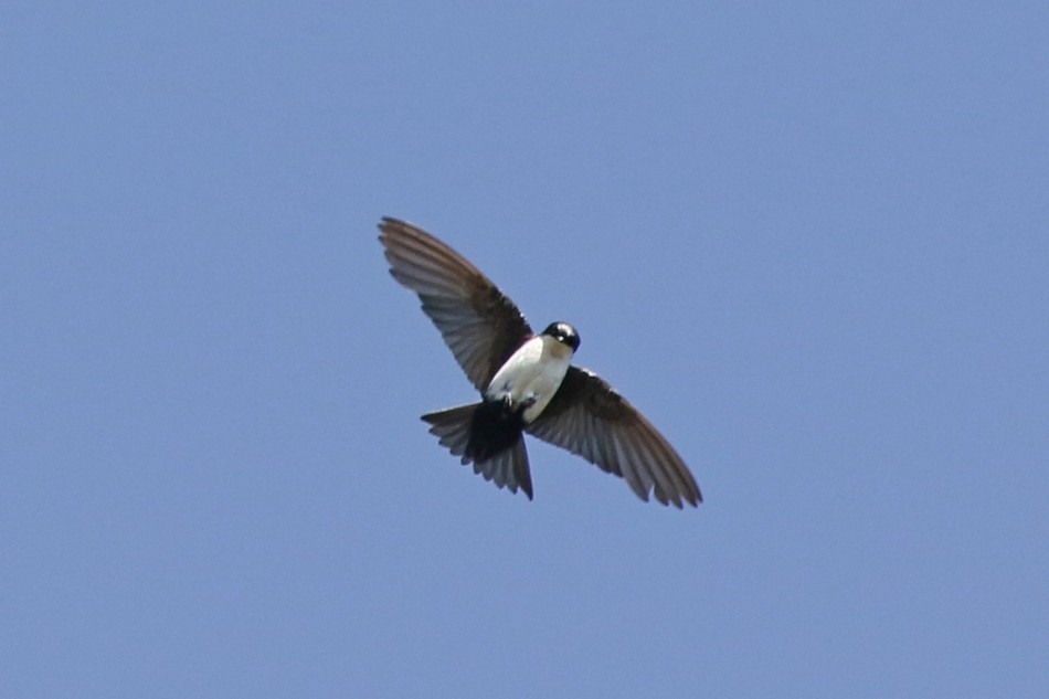 Golondrina Barranquera - ML342248331