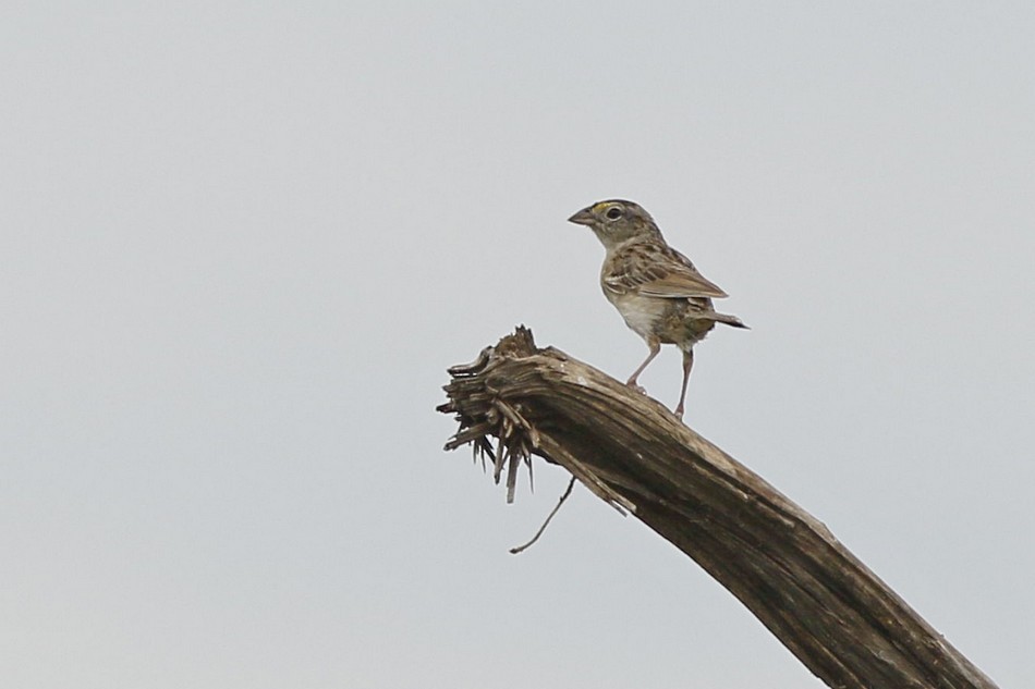 Grassland Sparrow - ML342249941