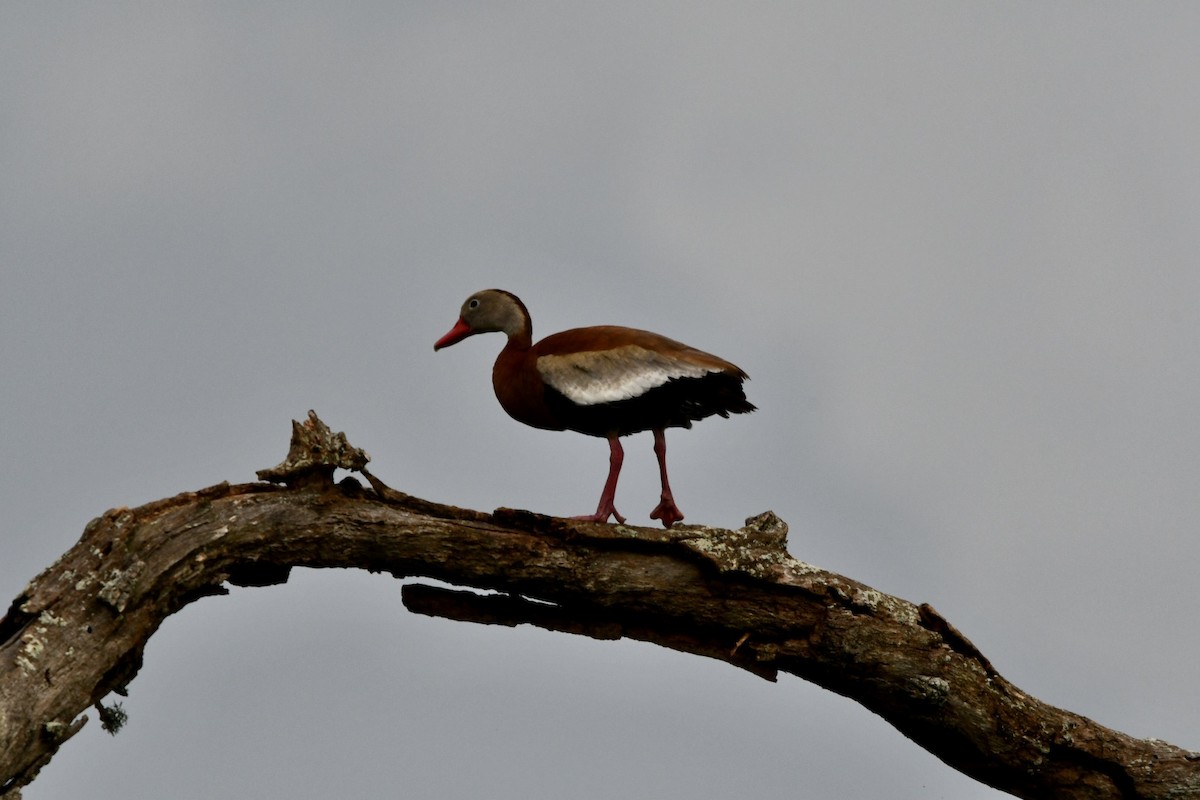 Dendrocygne à ventre noir - ML342250851