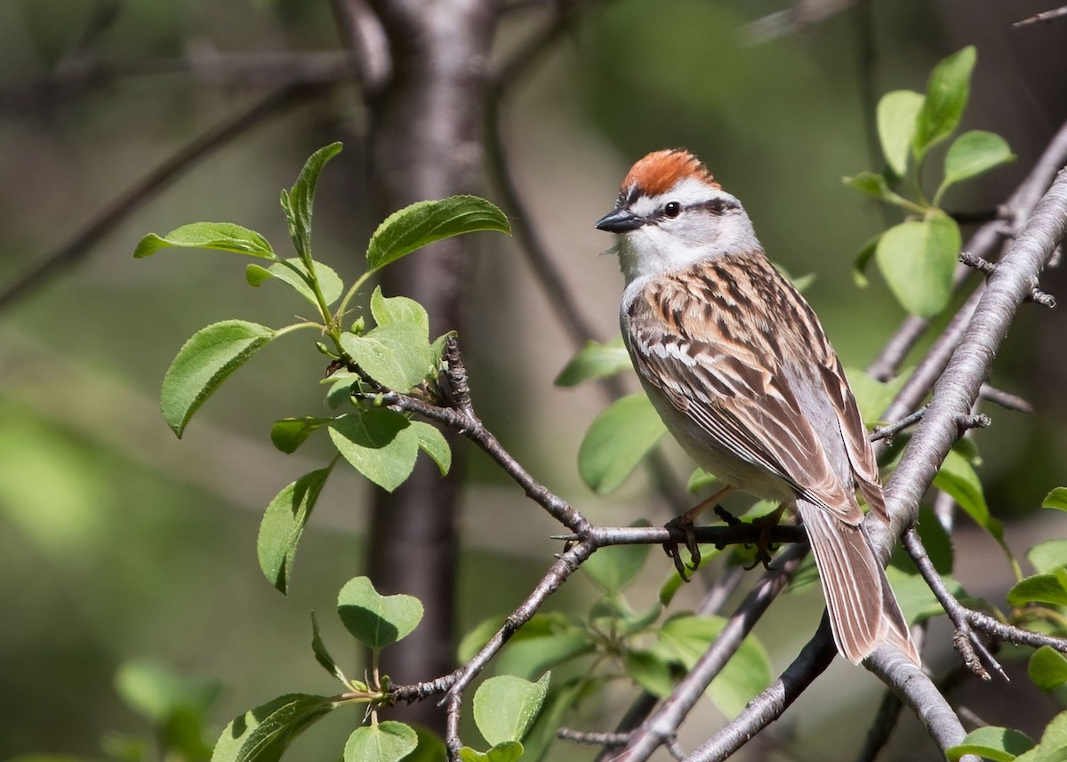 Chipping Sparrow - ML342250891