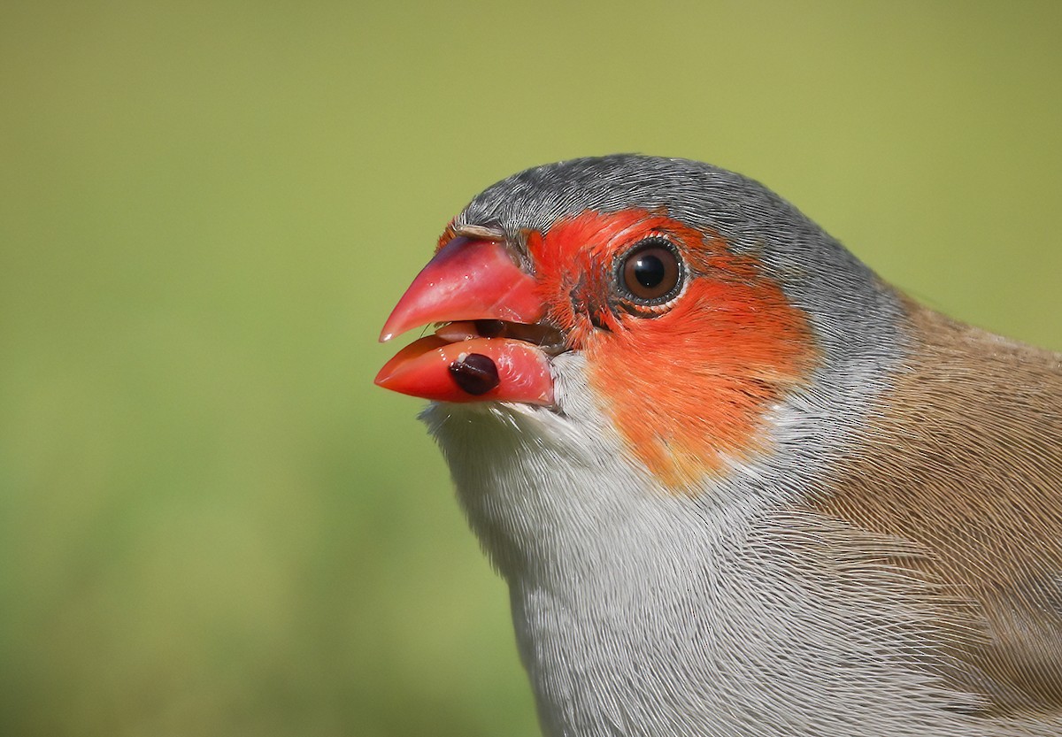 Orange-cheeked Waxbill - Anonymous