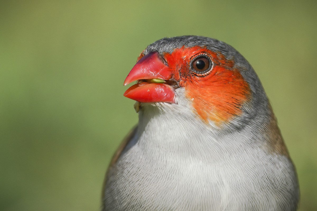 Orange-cheeked Waxbill - ML342251761