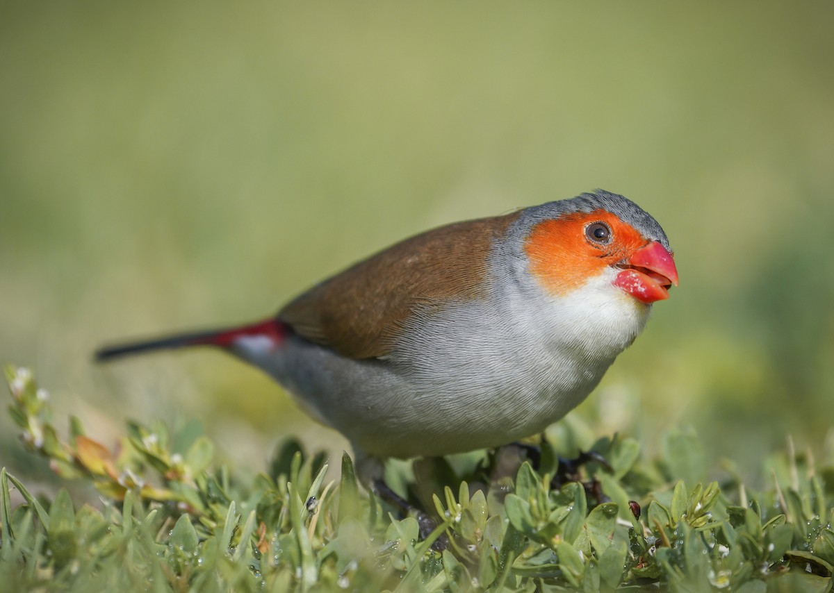 Orange-cheeked Waxbill - ML342251831