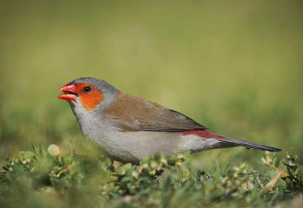 Orange-cheeked Waxbill - Anonymous