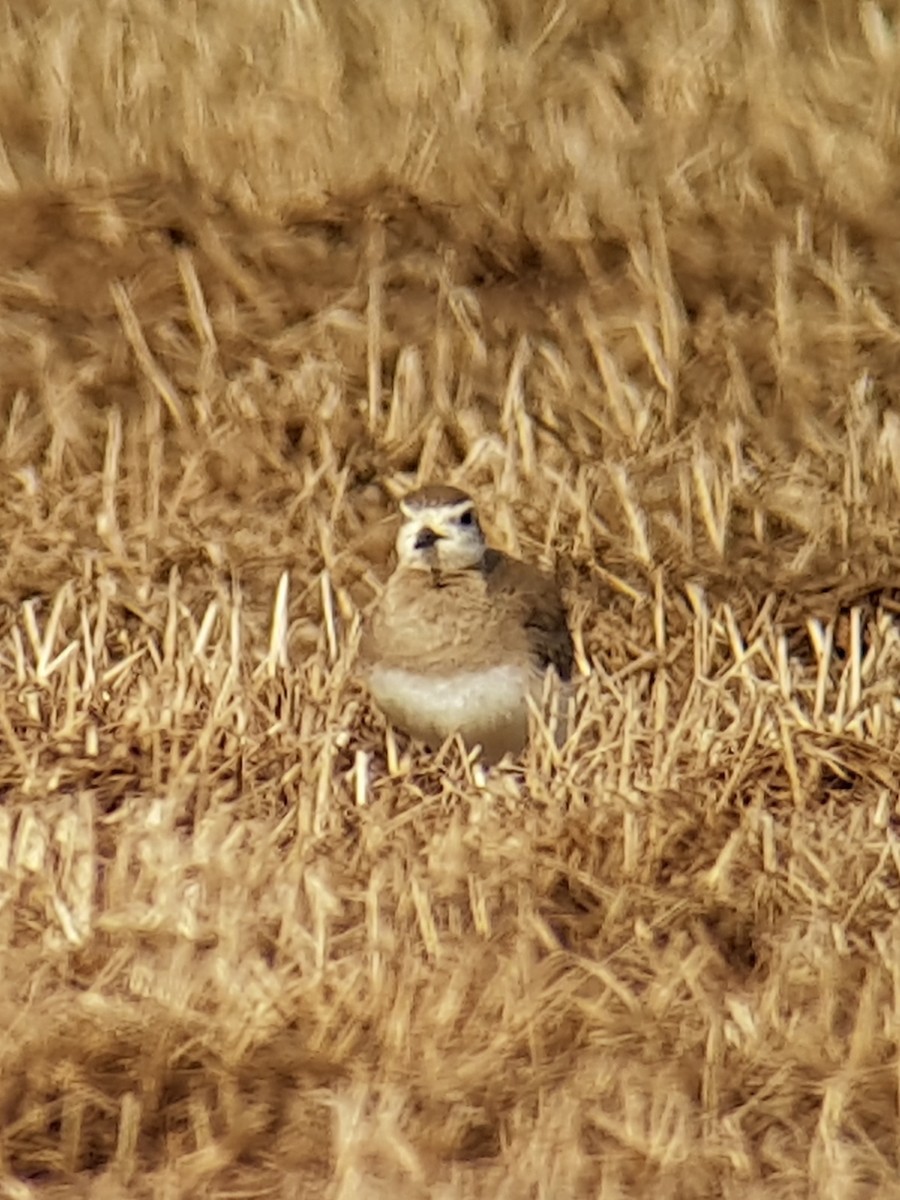 Caspian Plover - ML342252381