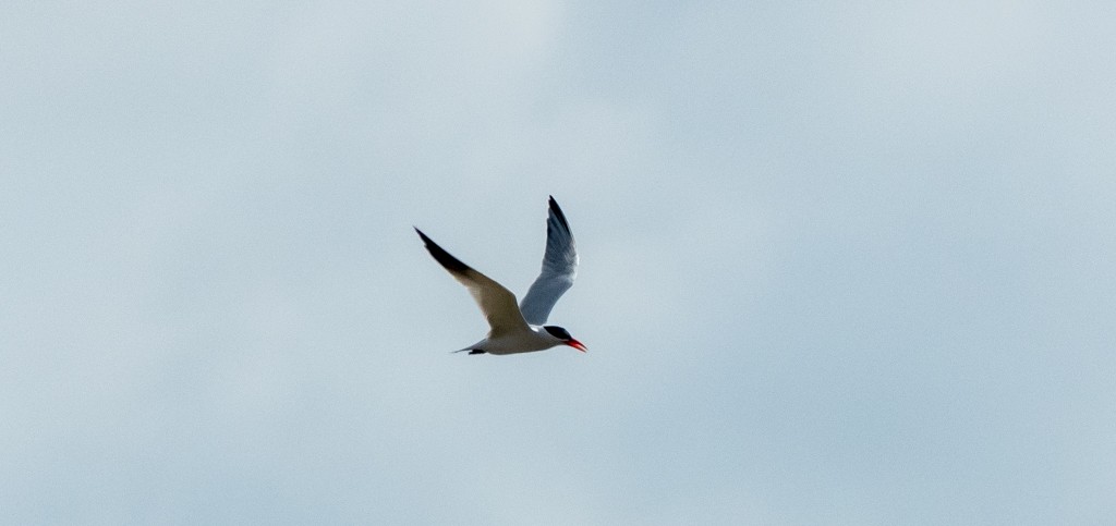 Caspian Tern - c.a. maedgen