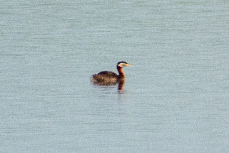 Red-necked Grebe - ML342253821