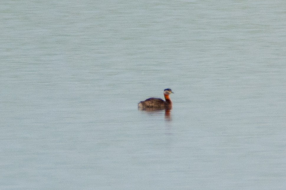 Red-necked Grebe - ML342253831