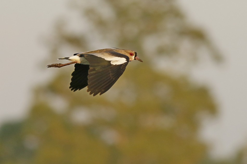 Southern Lapwing - Jorge Claudio Schlemmer