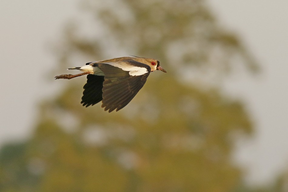 Southern Lapwing - ML342254001