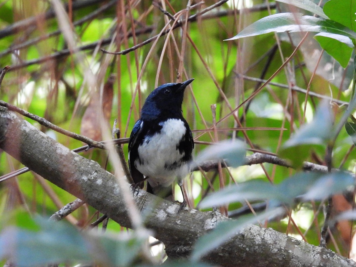 Black-throated Blue Warbler - ML342254381