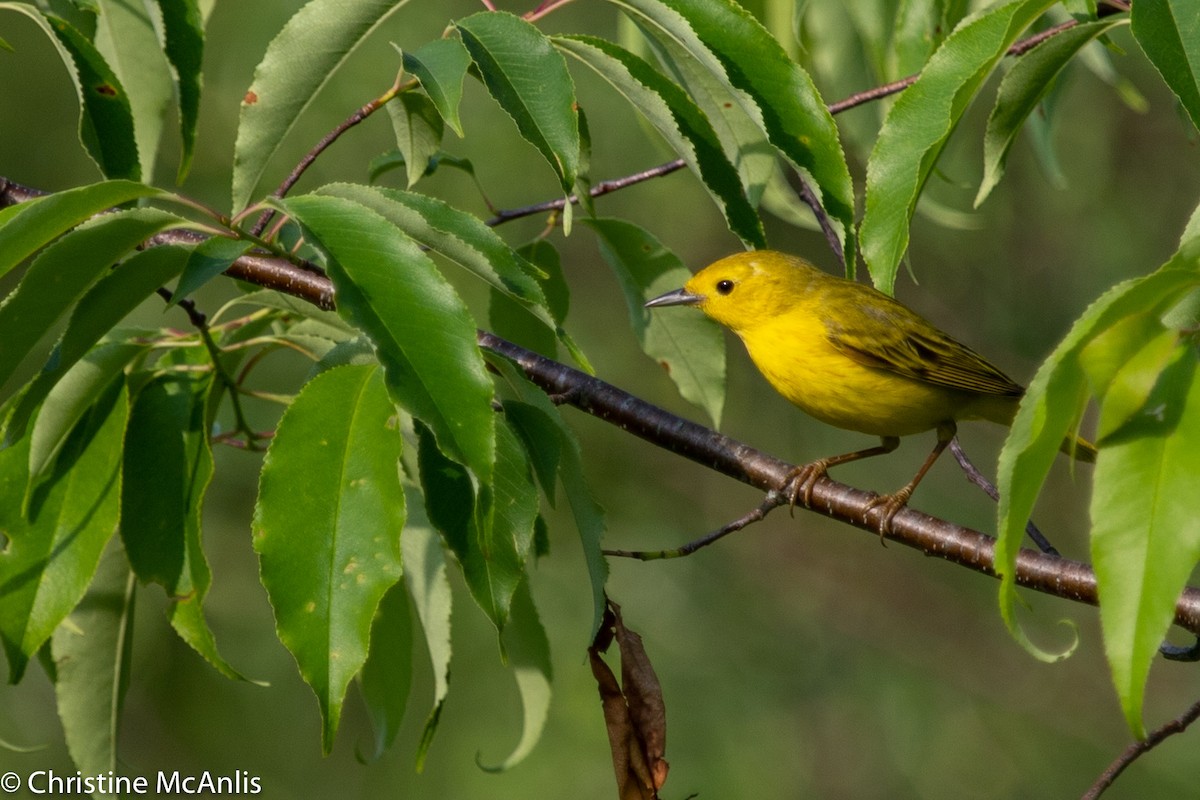 Yellow Warbler - Christine McAnlis