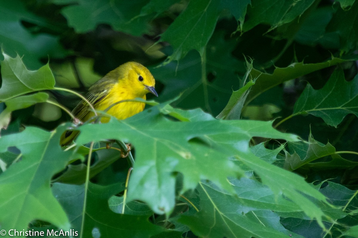 Yellow Warbler - Christine McAnlis