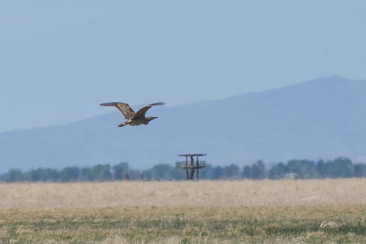 American Bittern - Janet Busi