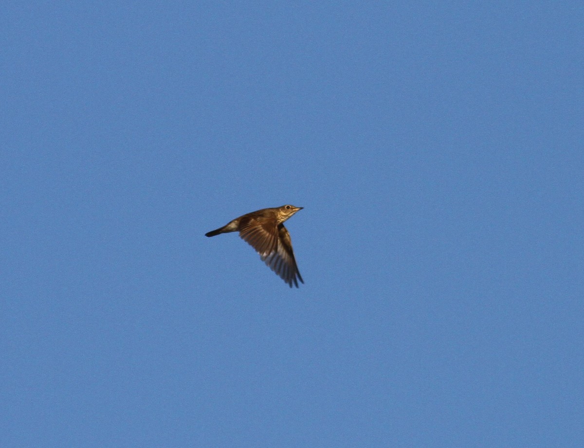 Swainson's Thrush - ML342255981