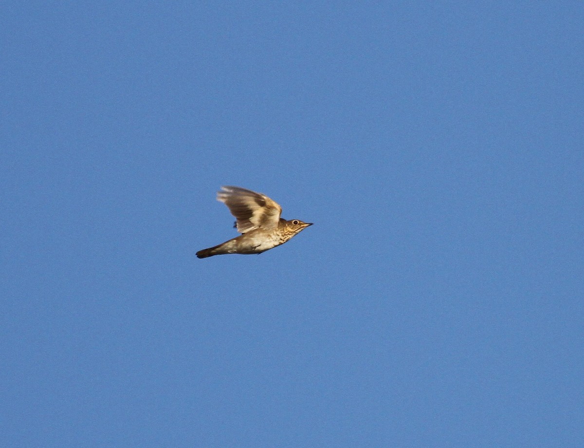 Swainson's Thrush - ML342256021