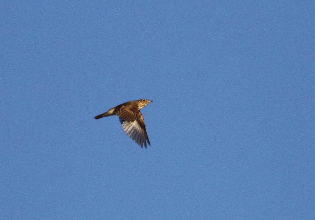 Swainson's Thrush - ML342256041