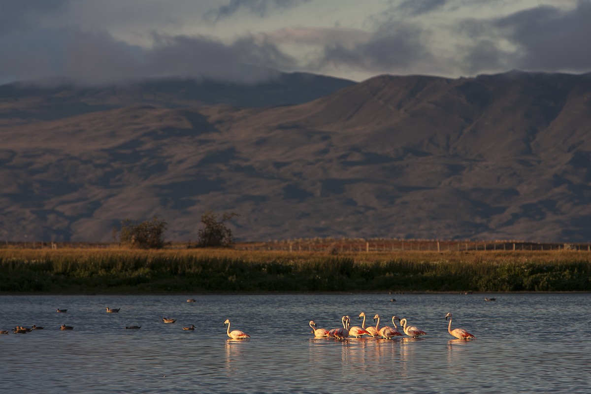 Chilean Flamingo - ML34225851