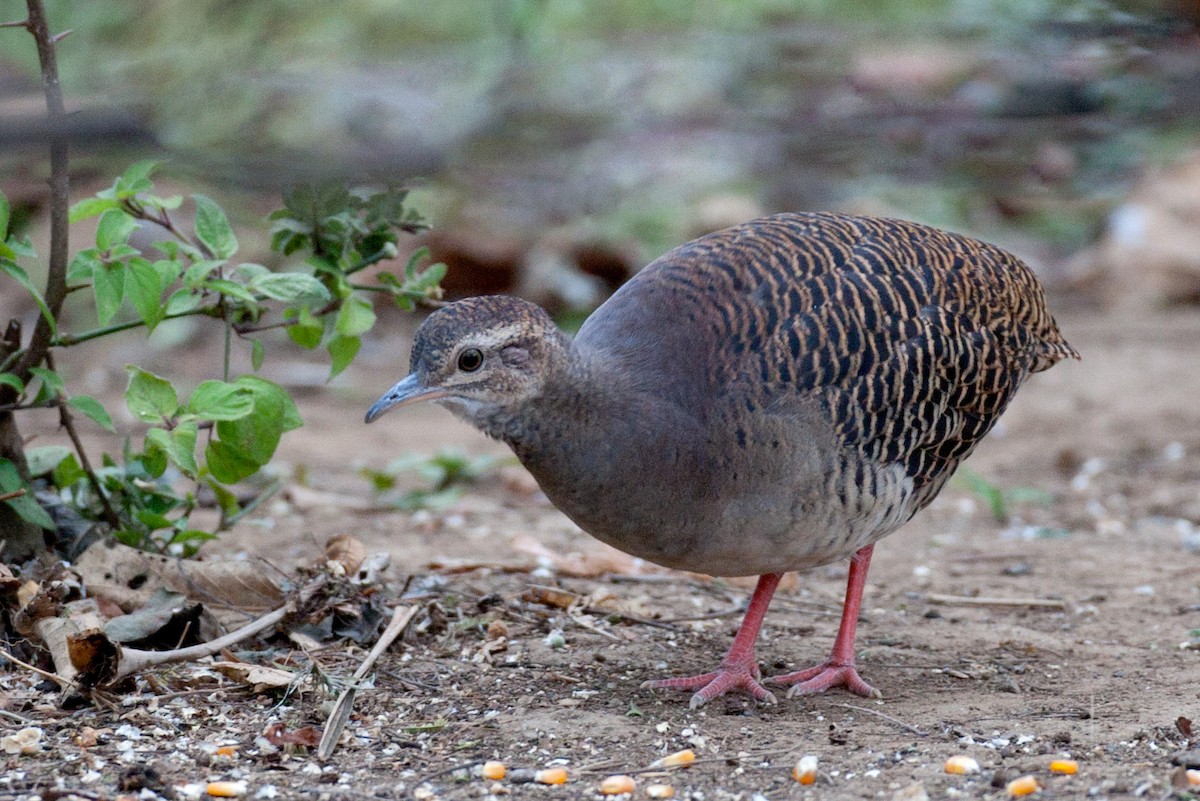 Pale-browed Tinamou - Robert Lewis