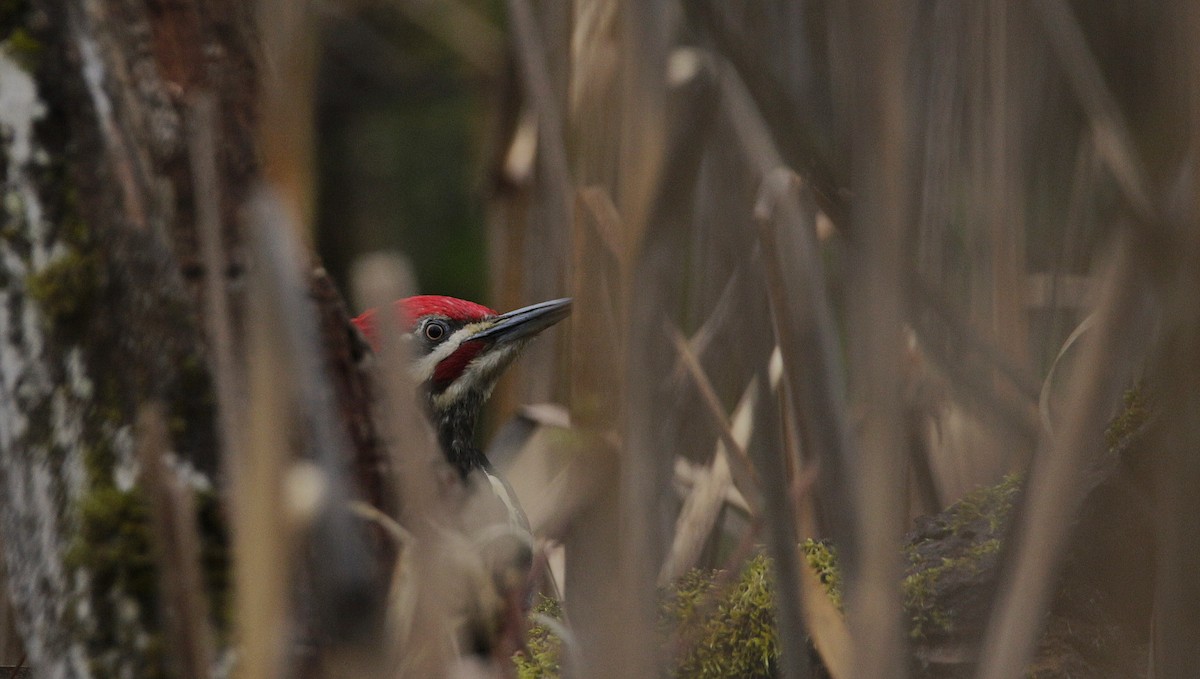 Pileated Woodpecker - ML342261441