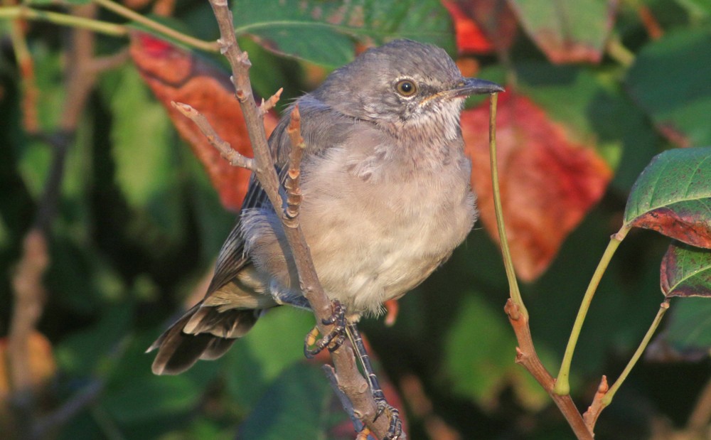 Northern Mockingbird - Corey Finger