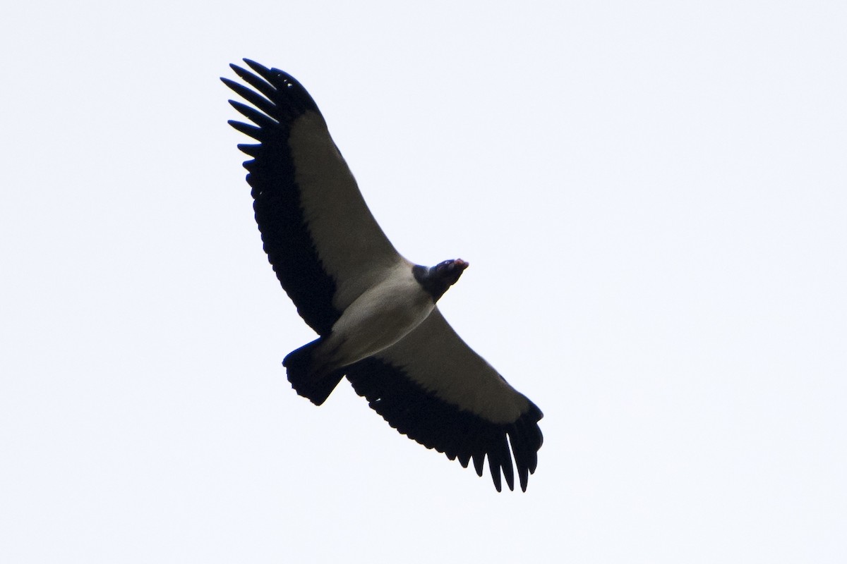 King Vulture - ML34226331