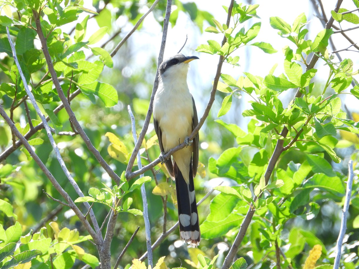 Mangrovekuckuck - ML342264941