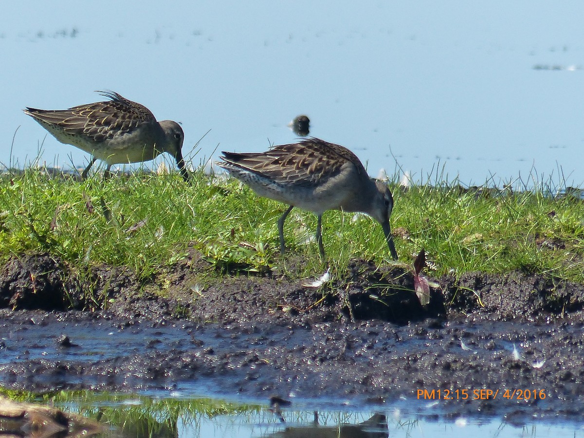 Long-billed Dowitcher - Mike Cadman