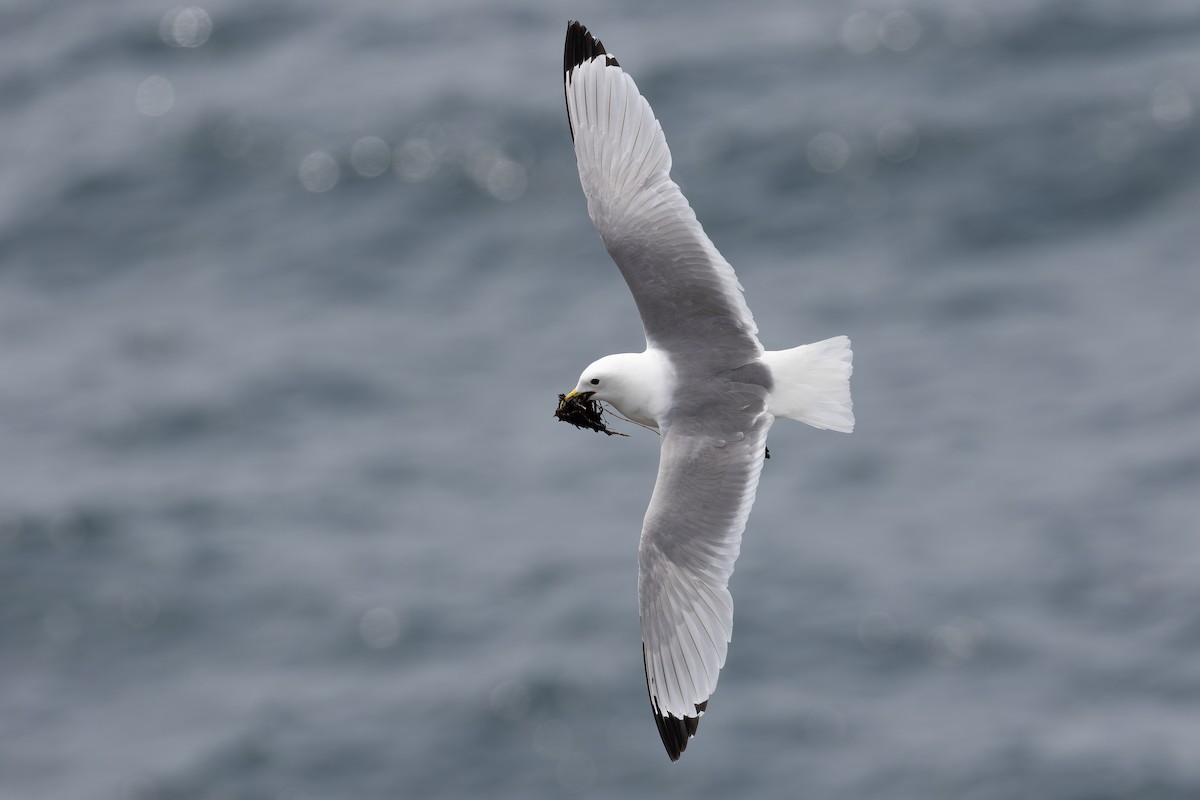 Mouette tridactyle - ML342266881