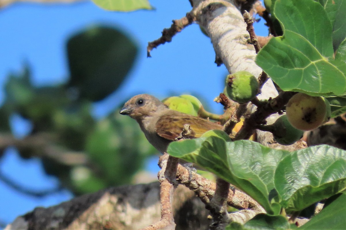 Pallid Honeyguide - Audrey Whitlock