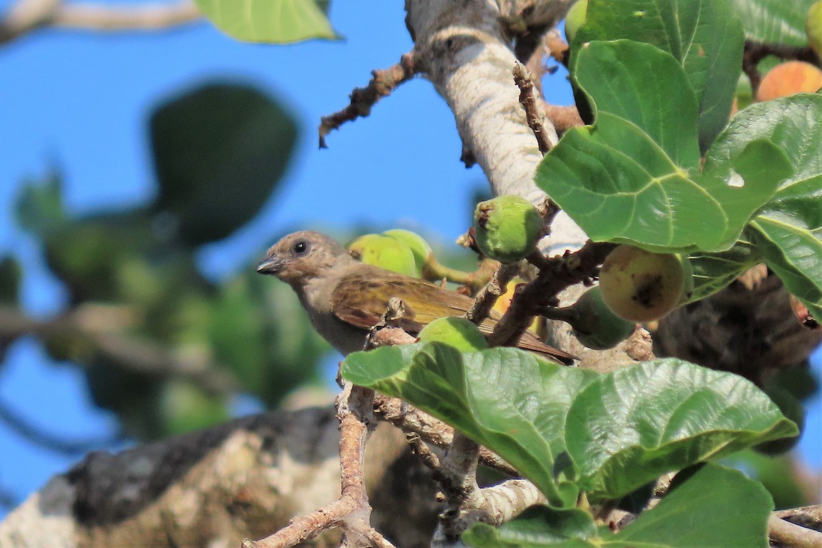 Pallid Honeyguide - Audrey Whitlock