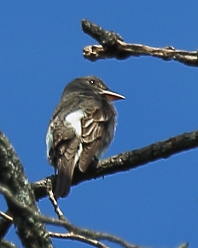 Olive-sided Flycatcher - Ryan Candee