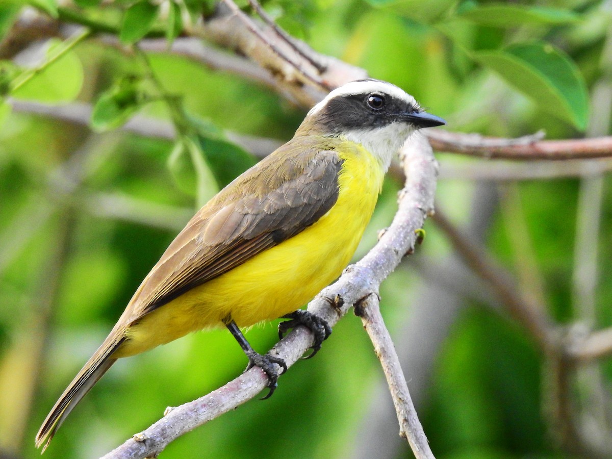 Rusty-margined Flycatcher - ML342267731