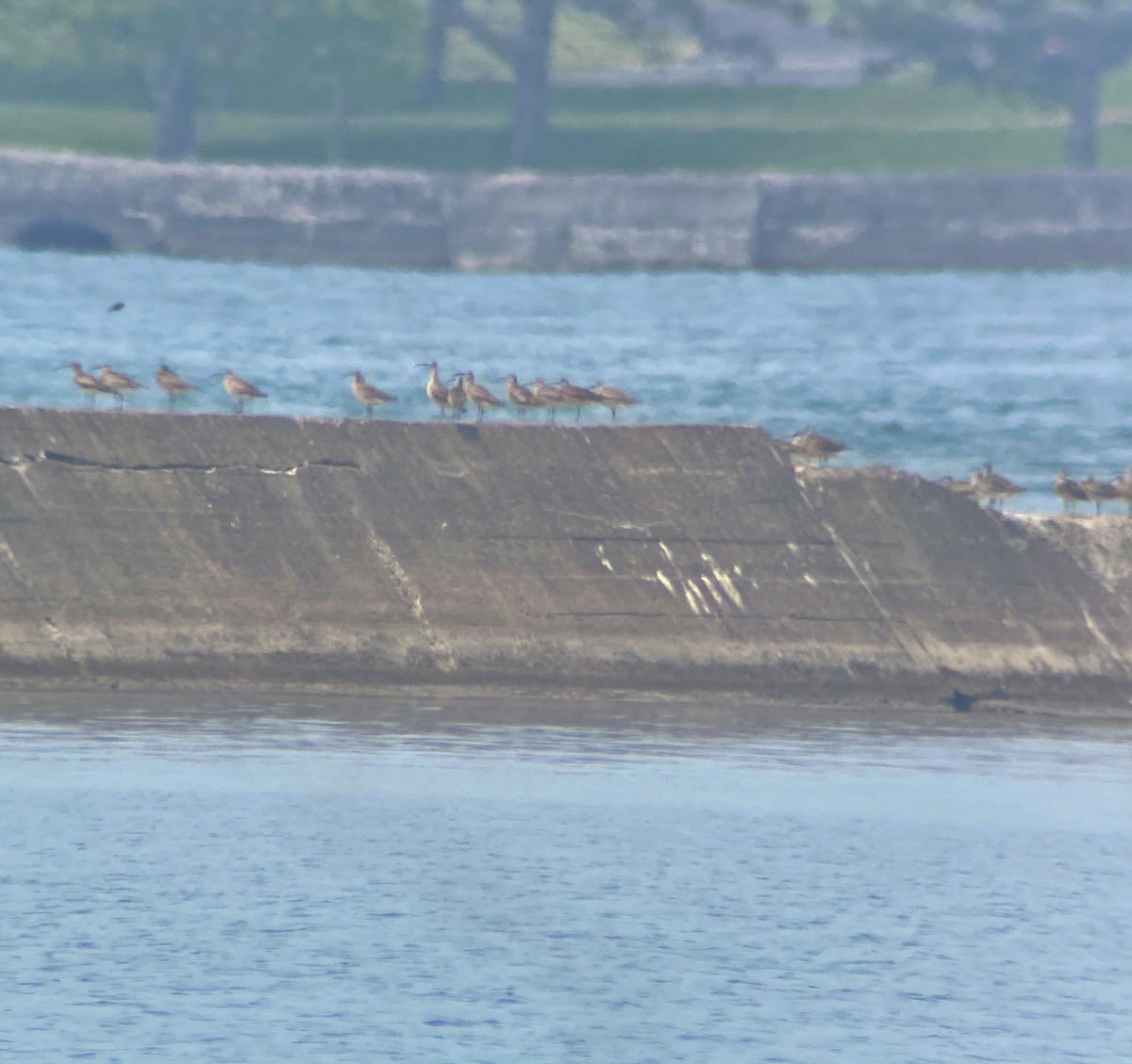Hudsonian Whimbrel - Kevin Rybczynski