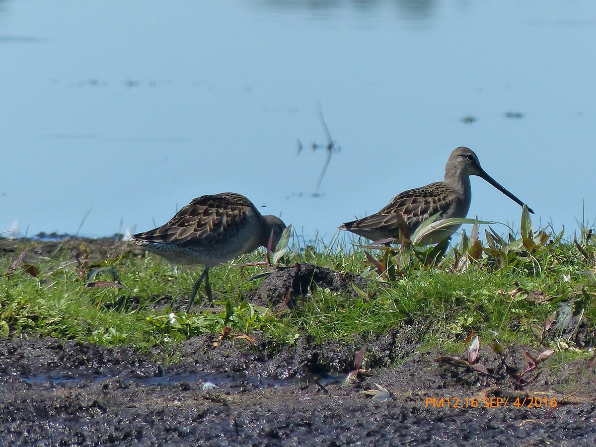 Long-billed Dowitcher - Mike Cadman