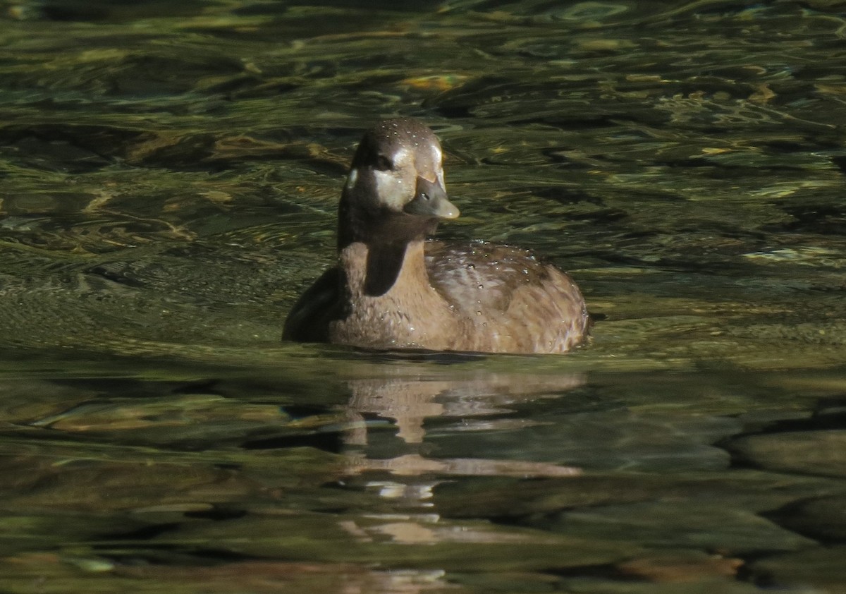 Pato Arlequín - ML34226921