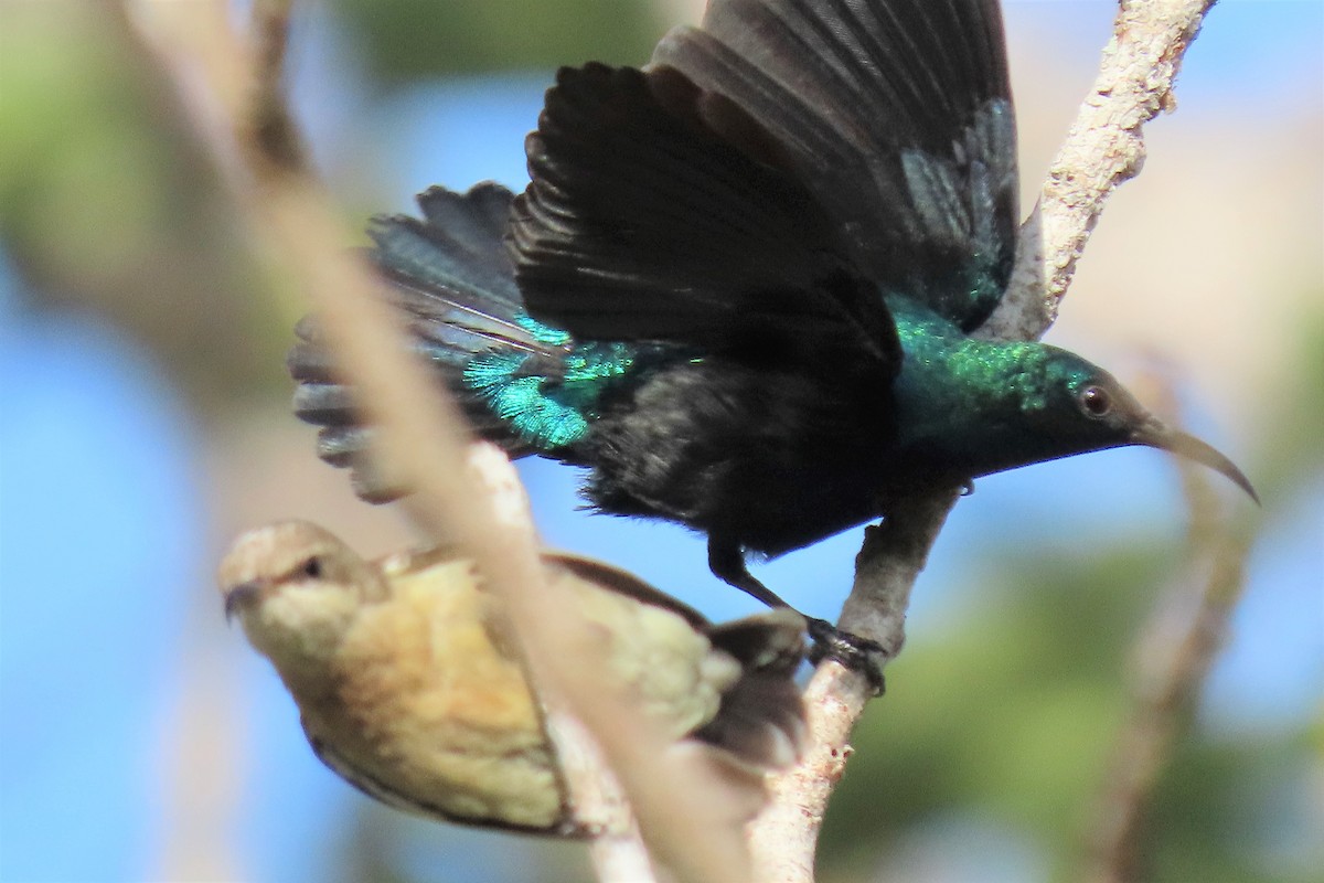 Violet-breasted Sunbird - Audrey Whitlock