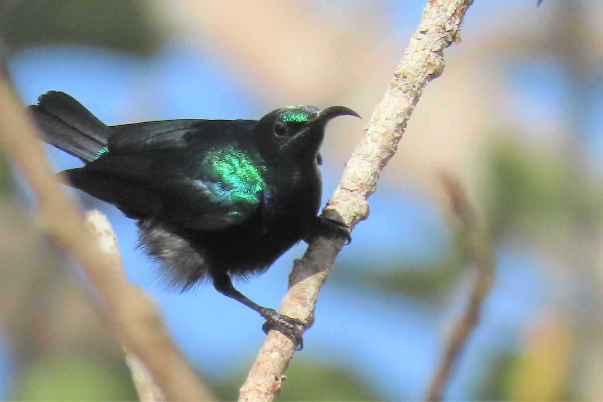 Violet-breasted Sunbird - Audrey Whitlock