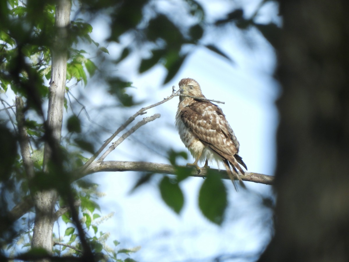 Red-shouldered Hawk - ML342270901