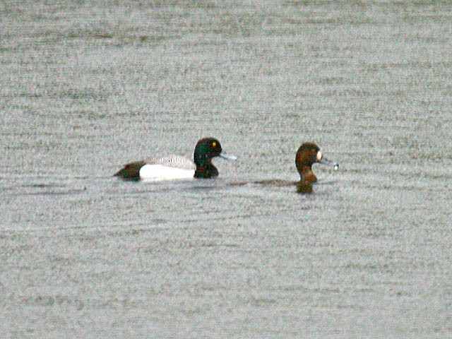 Greater Scaup - ML34227241