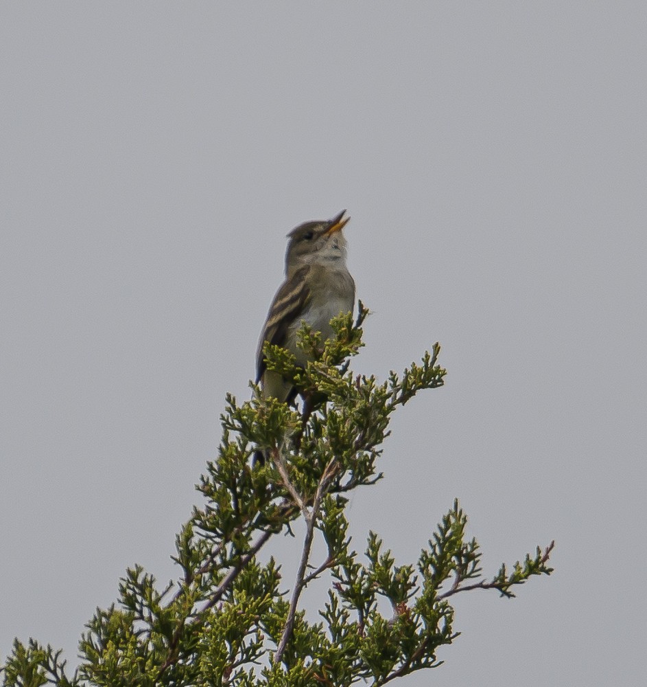 Willow Flycatcher - ML342272971