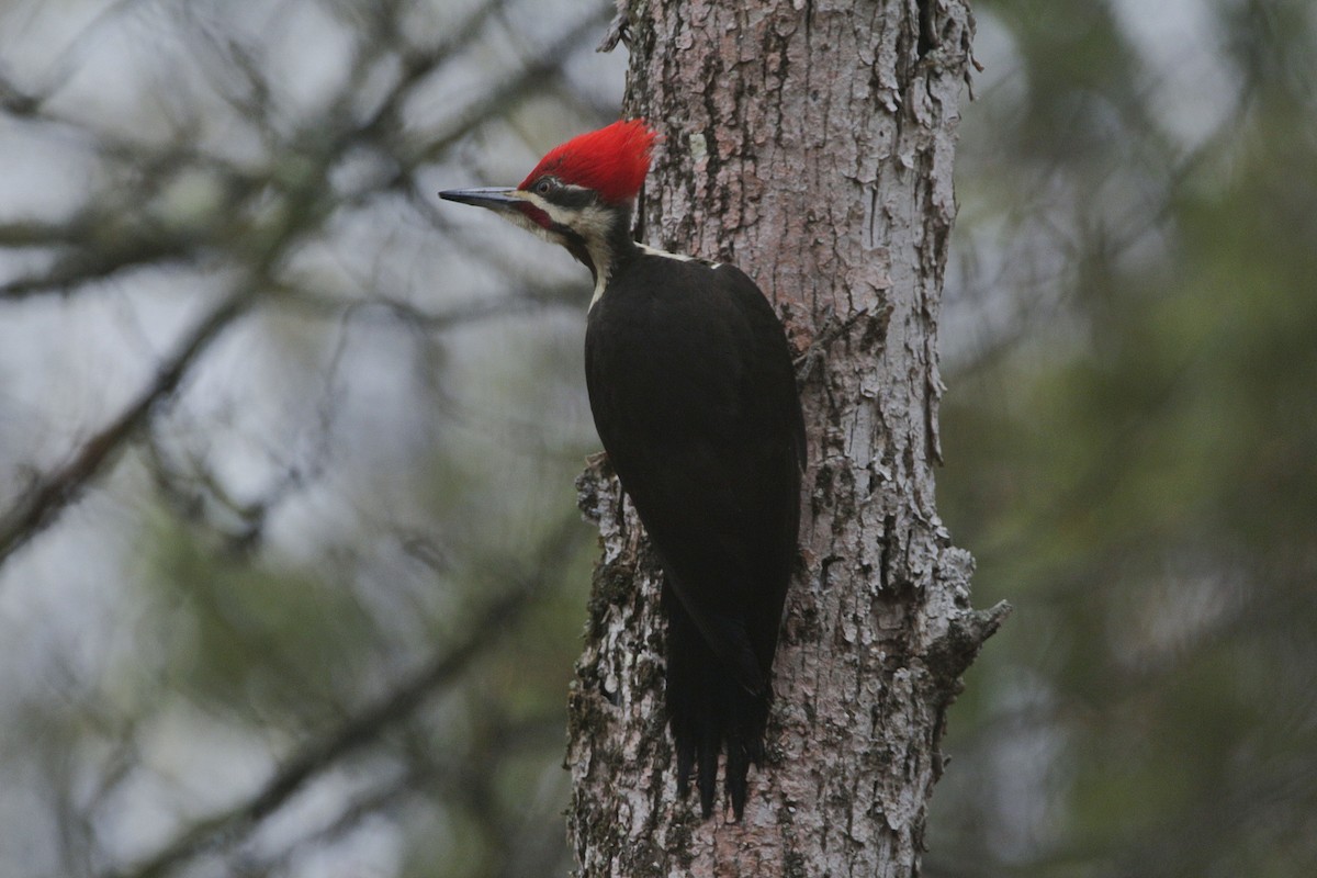 Pileated Woodpecker - ML342273031