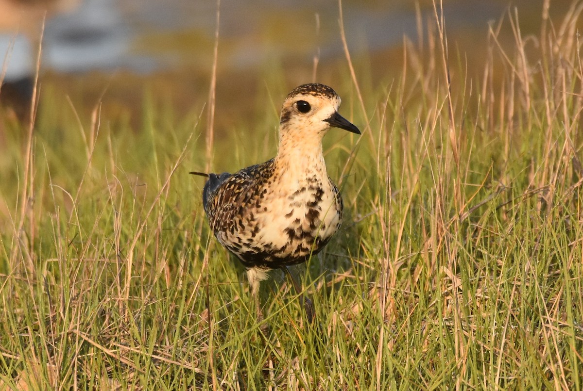 Pacific Golden-Plover - Michael Schall