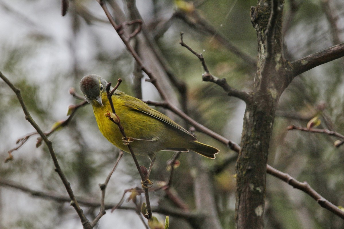 Nashville Warbler - ML342273151