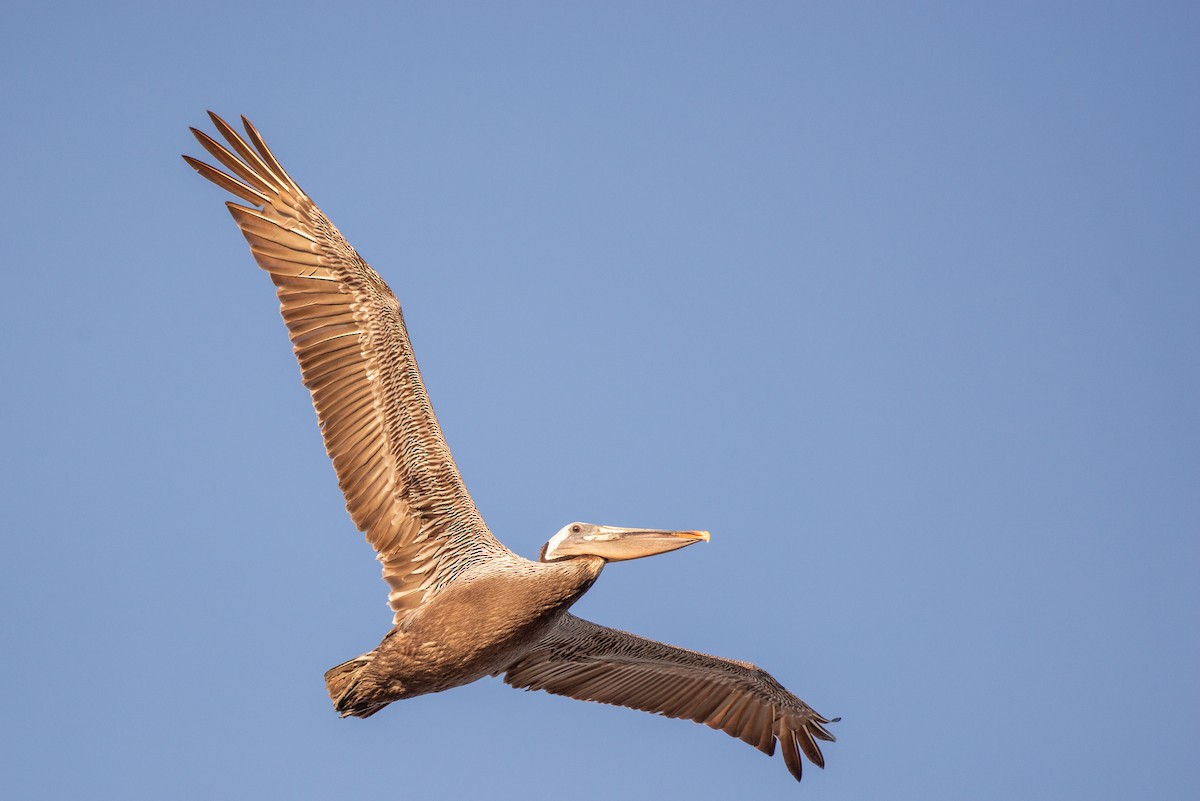Brown Pelican - ML342273311