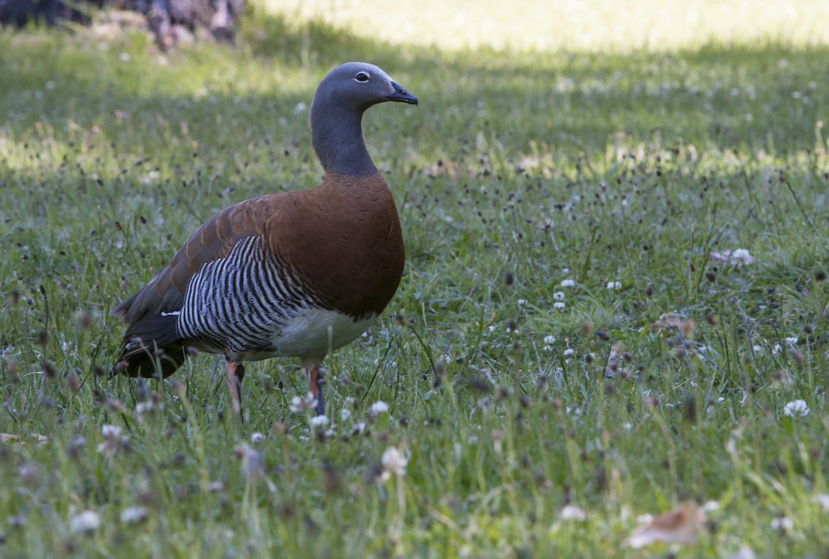 Ashy-headed Goose - ML34227341